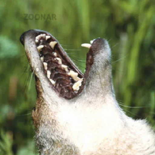 gato, cão, dentes, mandíbula, cães de caça