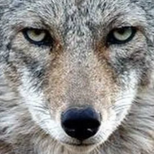 lupo, lupo grigio, il lupo è selvaggio, grande lupo, grande lupo