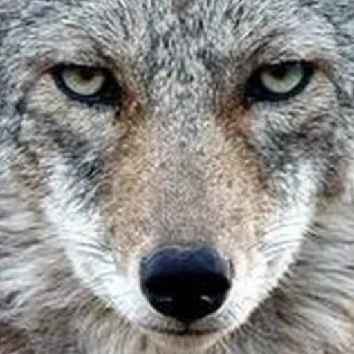 wolf, grauer wolf, wolf ist wild, großer wolf, großer wolf