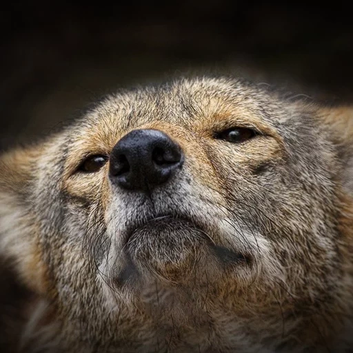 lobo, meme de lobo, o lobo está orgulhoso, focinho de chacal, animais selvagens