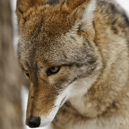 lobo, koyot wolf, lobo marrón, wolf es salvaje, coyote un animal