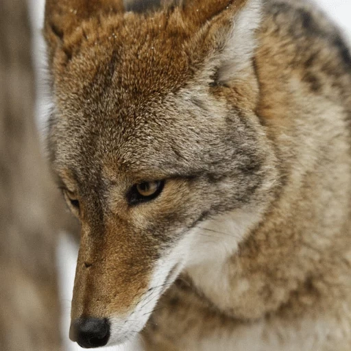 wolf, coyote, le loup brun, loup sauvage, hyène