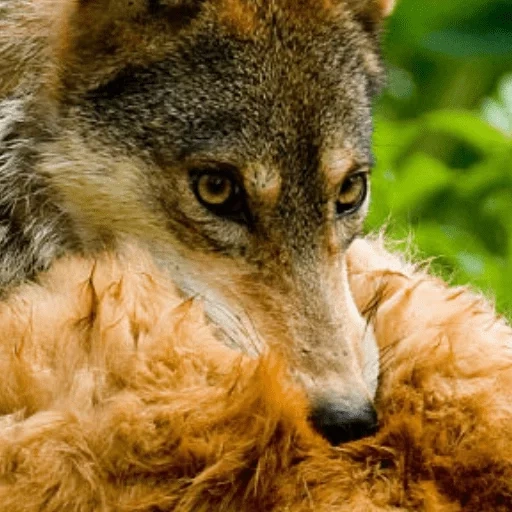 wolf, le loup brun, loup sauvage, face de loup, loup animal