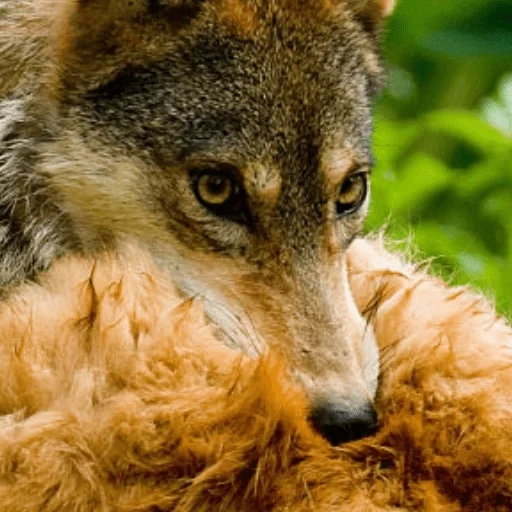 lobo, lobo marrón, wolf es salvaje, hocico de lobo, animal lobo