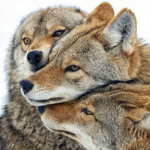 coyote loup, loup sauvage, petit loup, wolf to wolf brother, alpha male wolf
