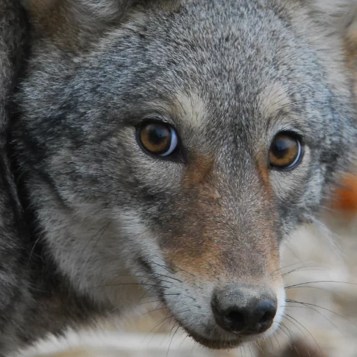 lupo, lupo lupo, wolf jackal, lupo grigio, il lupo è selvaggio