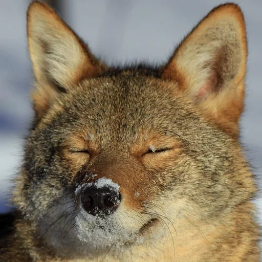 jack skinner, el lobo se está balanceando, animales salvajes, canis armbrusteri, coyot de california