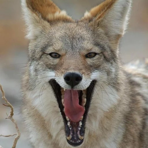 lupo, coyote, il lupo è selvaggio, coyot stava sorridendo, koyot femmina