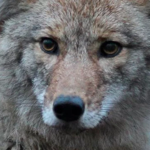 lupo, tv wolf, lupo grigio, il lupo è selvaggio, lupo solitario