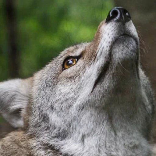 lobo, lobo cinza, lobo orgulhoso, wolf wolf, animal de lobo