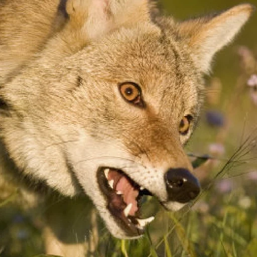 lobo, coyote, bestia de lobo, wolf es salvaje, el lobo estaba sonriendo