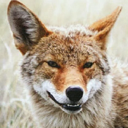 hyène, coyote, red wolf, loup sauvage, svetlana coyot