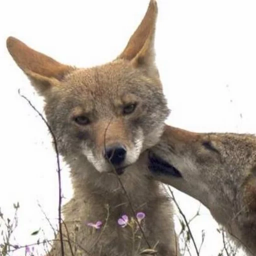 fuchs, home wolf, wolfstier, andian fox, ein gewöhnlicher schakal