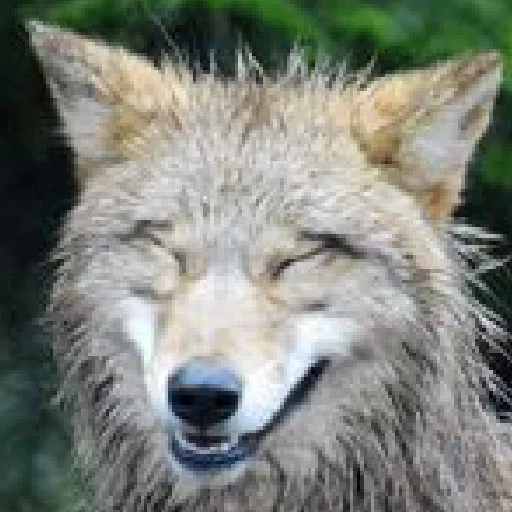 kojote, katze, wolf ist wild, koyot ästhetik, stolze wolf des zitates