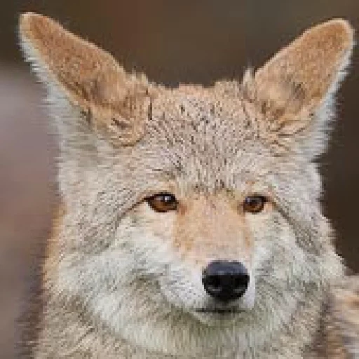 wolf, fox-wolf, loup gris, loup animal, loup animal