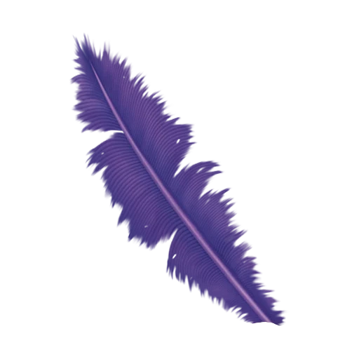 federclipart, farbige federn, violette federn, dekorative federn, federzeichnung clipart violett