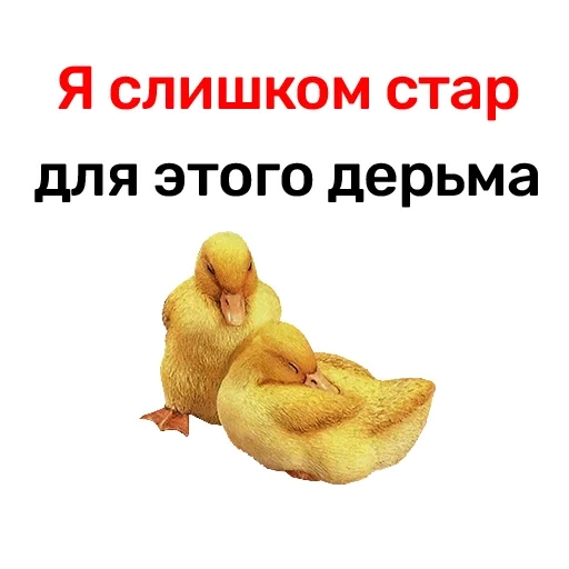 утка, курица, утенок, уточка, бройлер цыпленок