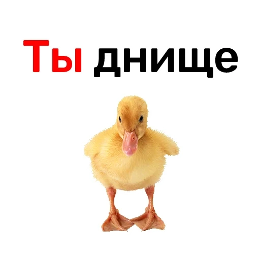 утка, утенок, утка утка, желтая утка, утка утенок