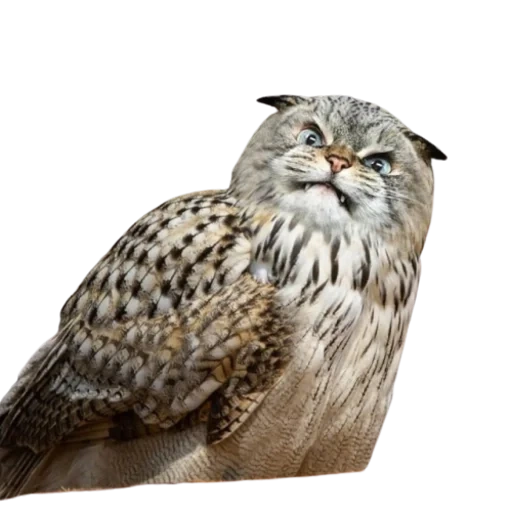 owl, сова, филин, great owl, сибирский филин