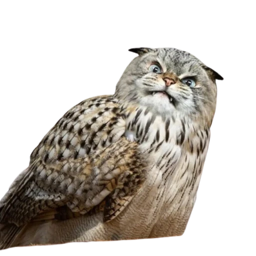 gufo, gufo, gufo, grande gufo, owl di aquila siberiana