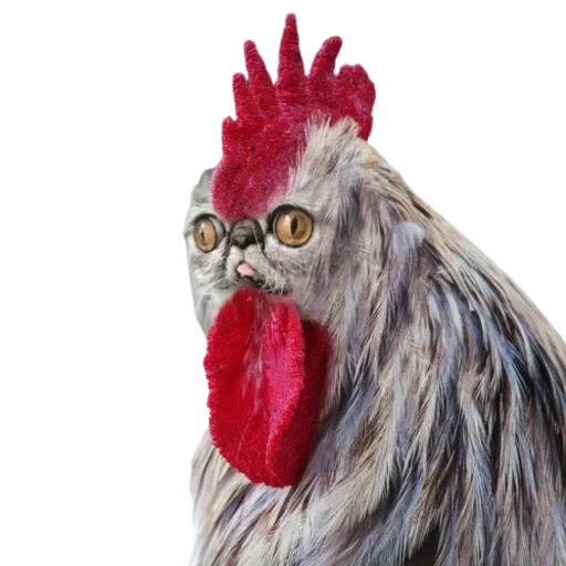 méchant coq, coq mike, le coq est drôle, la tête du coq, mike est un coq sans tête