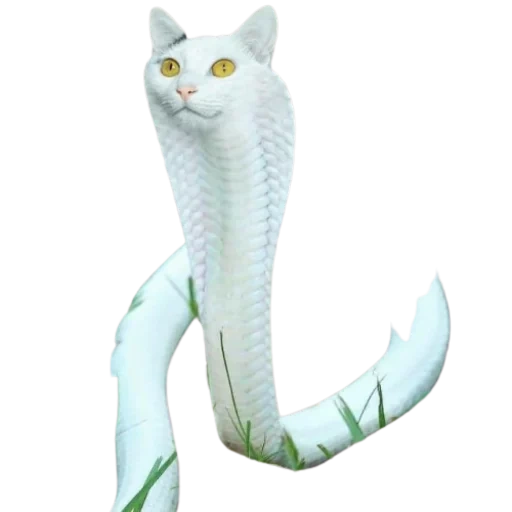 животные, белая кобра, длинная кошка, необычные животные, змея альбинос королевская кобра
