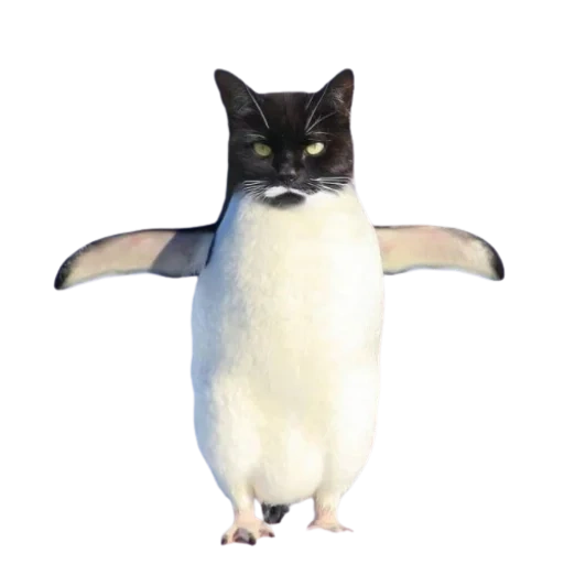 cat, penguin, cat penguin, pigovin bird