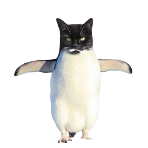 gatto, pinguino, cat penguin, uccello di maiale