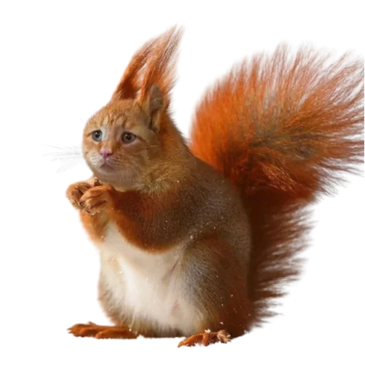 écureuil, l'écureuil est rouge, protéines des animaux, écureuil avec un fond blanc, la protéine est ordinaire