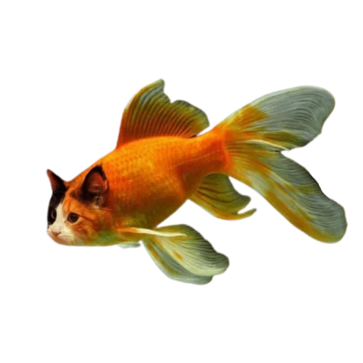der fisch ist gold, karpfengoldfisch, goldfischaquarium, aquarium goldfisch