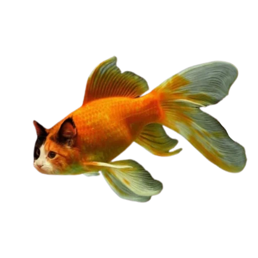 ikannya emas, ikan mas mas ikan mas, aquarium ikan mas, aquarium goldfish