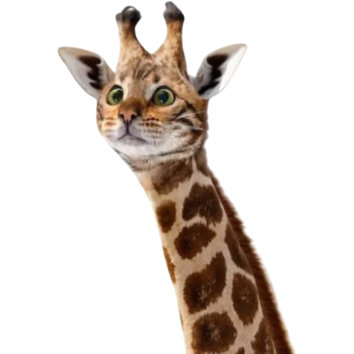 girafa, girafa, girafic rafik, girafa animal