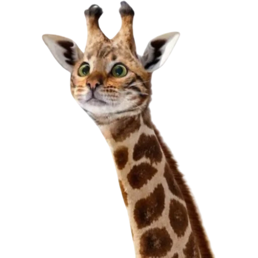 girafe, girafe, girafic rafik, girafe animal