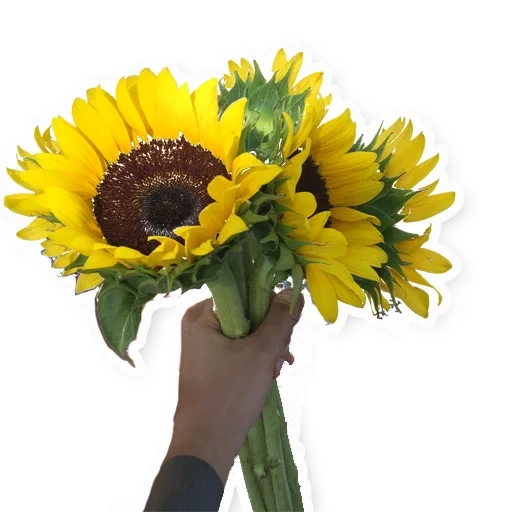 bunga bunga matahari, buket bunga matahari, karangan bunga dengan bunga matahari, bunga bunga bunga matahari