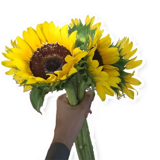 fleurs de tournesol, bouquet de tournesol, bouquets avec tournesol, bouquet de tournesol de fleurs