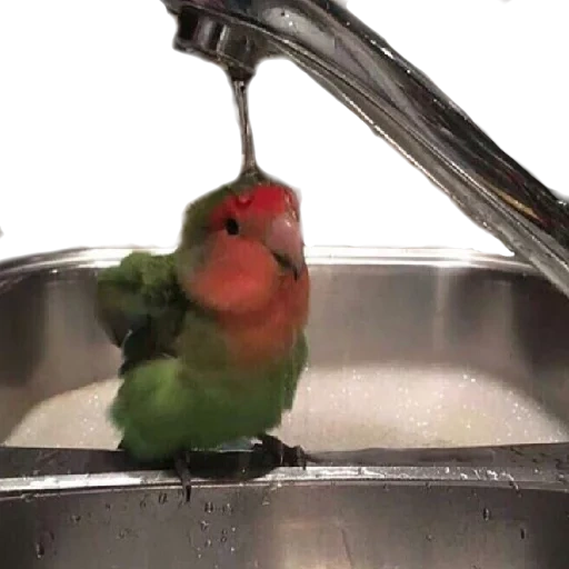 the parrot is washing, at least, parrots are inseparable, parrot cream, parrots bathe like peas and carrots