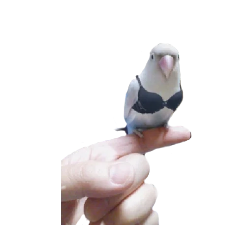 pigeon, oiseau à perroquet, pigeon jouet, soutien-gorge pour perroquet, le perroquet est drôle