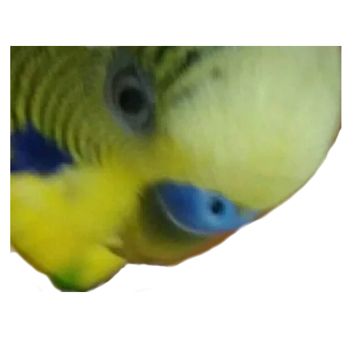 papagaio, virgerigar, periquito, menino de papagaio ondulado, parrot ondulado laranja