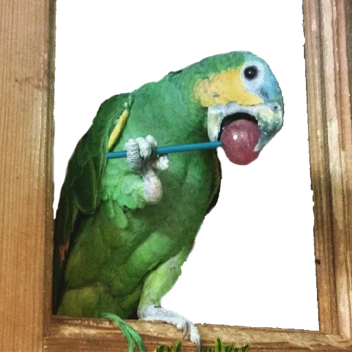 pappagallo, ara di ara, pappagallo amazzonico, pappagallo parlante, pappagallo amazzonico venezuelano