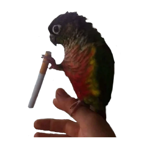 papagaio, parrot para fumar, papagaio, papagaio com um cigarro, samurai não tem um objetivo apenas de ter um caminho