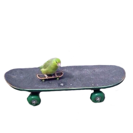 patinar, patineta, diseño de skateboard, patineta divertida, patineta pequeña