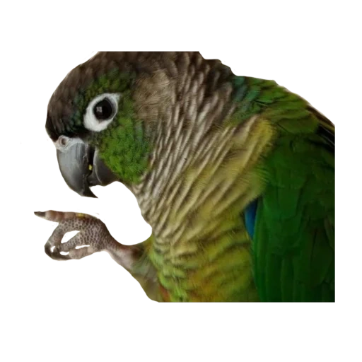 попугай, попугай жора, попугай пиррура, зеленый попугай, волнистый попугай