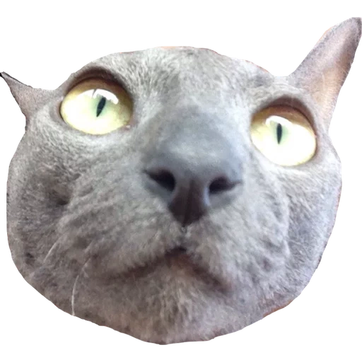 cat, cat, blessed cat, cat face, grey cat