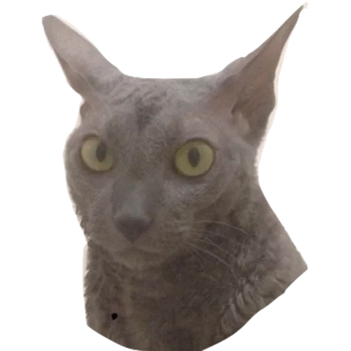 chat lykoi, chat sphinx, sphinx canadien, cat kornish rex, cat du don sphinx