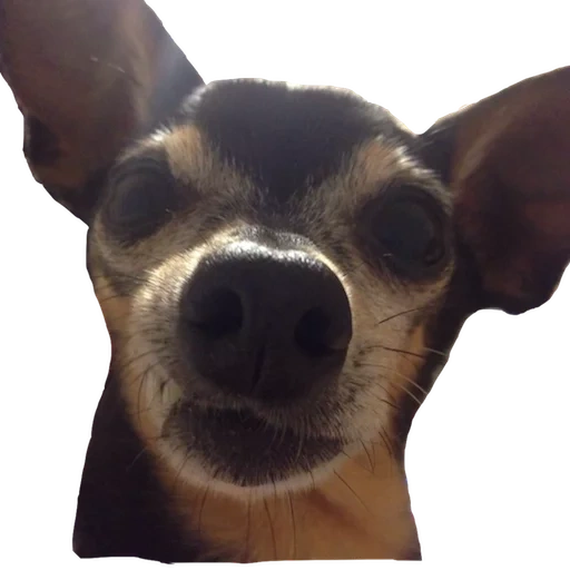 cão, chihuahua, esse talo, chihuadir, cão chihuahua