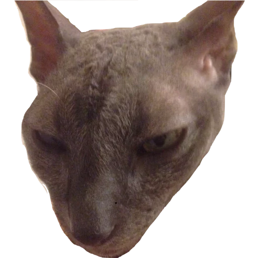 sphinx, chat sphinx, race sphinx, don sphinx, sphinx canadien