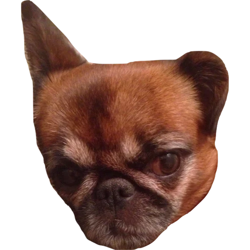 chihuahua, pug chihuahua, chihuahua archie, hewan hewan itu lucu, brabanson burung anjing