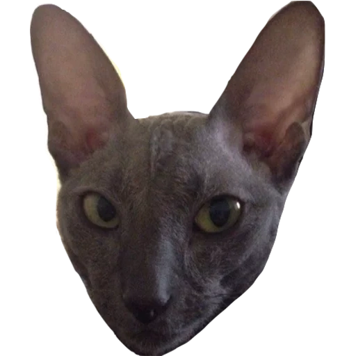 sphinx, sphinx cat, breed sphinx, sphinx cornish, cat kornish rex