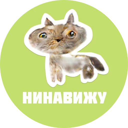 cat, cat, obscene seals, sticker siberian cat