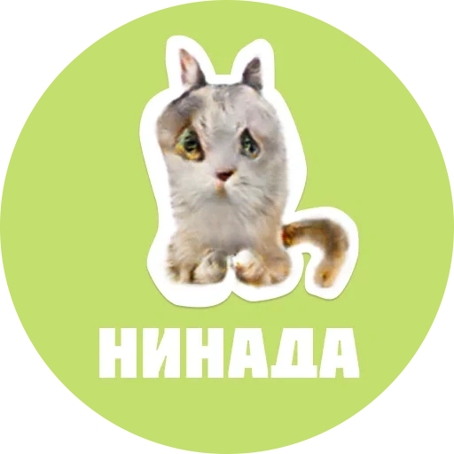 cats, phoques, cats, les chats sont des camarades de classe, stickers otaries à fourrure